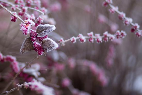 Amaranthus blitoides (Prosted pigweed)