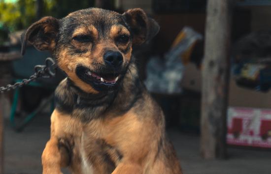 Apocynum cannabium (Hemp dogbane)