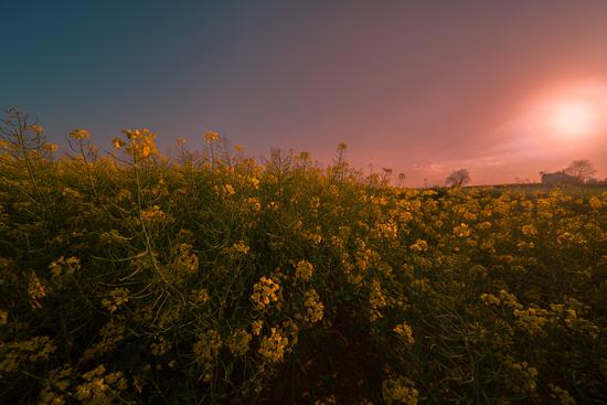 Sinapis arvensis (Wild mustard)