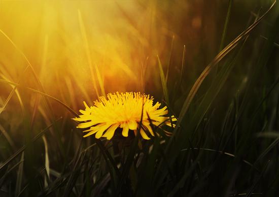 Taraxacum officinale (Dandelion)