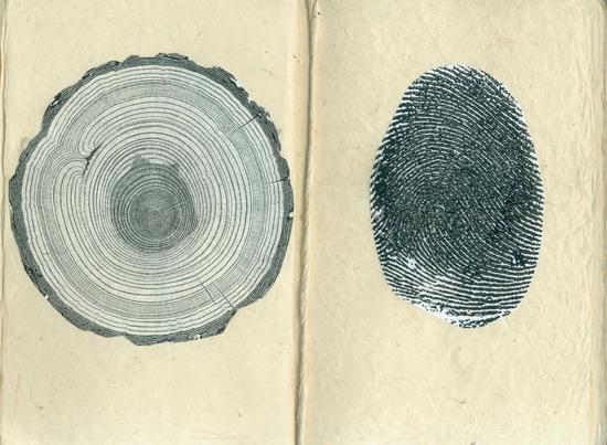 Thlaspi arvense (Field pennycress)